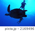 タイマイ 2169496