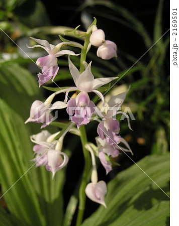 ナツエビネの花 ナツエビネの花 2169501