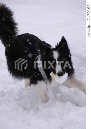 雪大好き！ 2170106