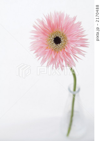ピンクのガーベラ『スパイダー種』6 ピンクのガーベラ『スパイダー種』6 2170488