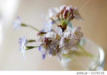 ソメイヨシノ 2170716