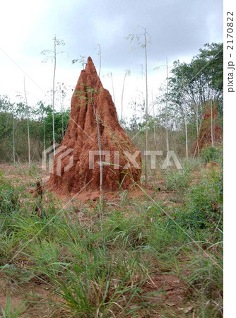 ガーナのアリ塚 2170822