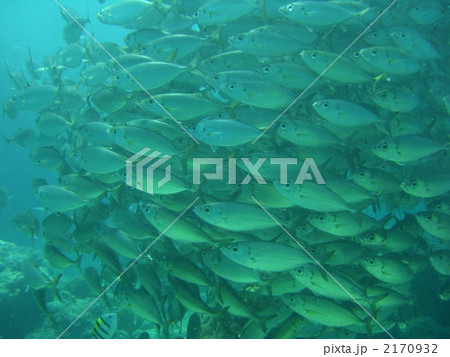 アジの群れ 2170932