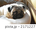 パグ 2171227