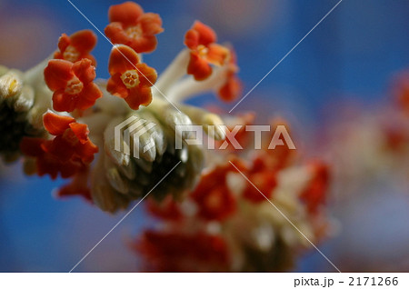 ミツマタ 2171266