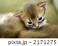 ソマリの子猫 2171275