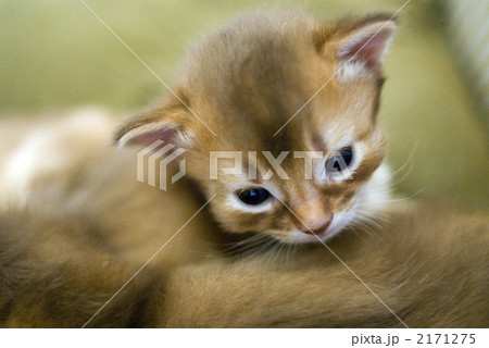 ソマリの子猫 2171275