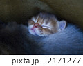 ソマリの子猫 2171277