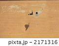 珍しいハッカ鳥 2171316