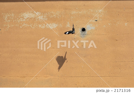 珍しいハッカ鳥 2171316