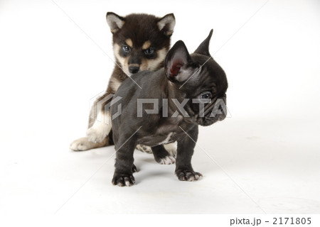 黒柴 仔犬 子犬の写真素材