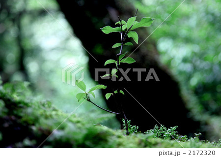 新しい命〜屋久島にて 2172320