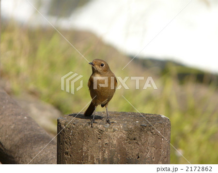 ジョウビタキ 2172862