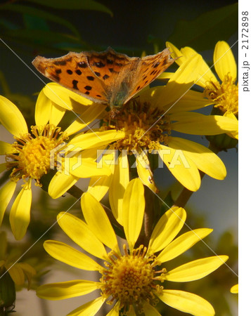 ツワブキとキタテハ 2172898