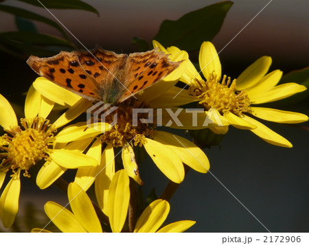 ツワブキとキタテハ 2172906