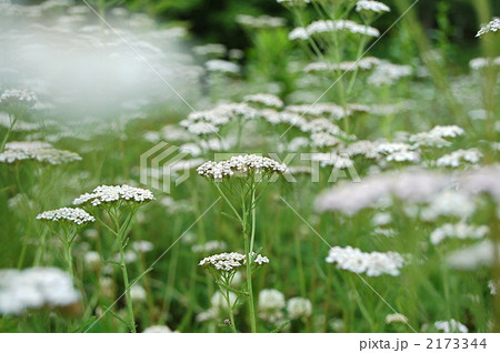 ノコギリソウ 2173344