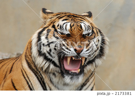 トラ 動物 陸上動物の写真素材