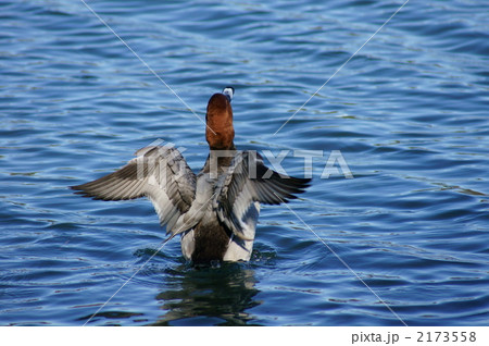 星羽白のストレッチ 星羽白のストレッチ 2173558