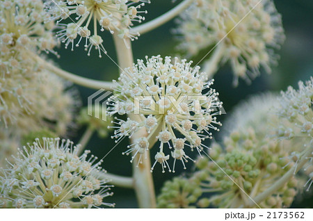 八つ手の花は花火のよう 2173562