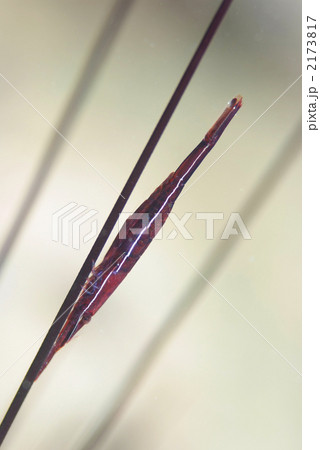 ガンガゼカクレエビ ガンガゼカクレエビ 2173817