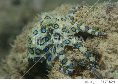 オオマルモンダコ オオマルモンダコ 2173824