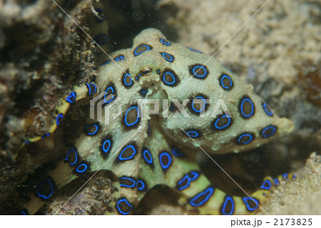 オオマルモンダコの写真素材 [2173825] - PIXTA