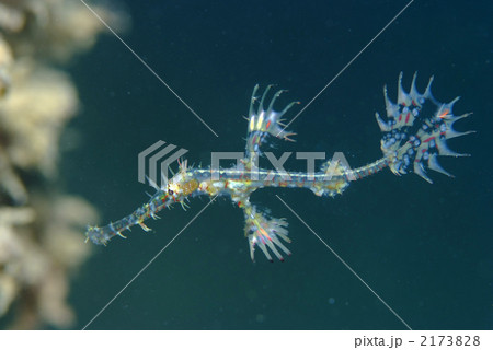 ニシキフウライウオ 2173828