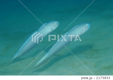 タンザクハゼ 2173833