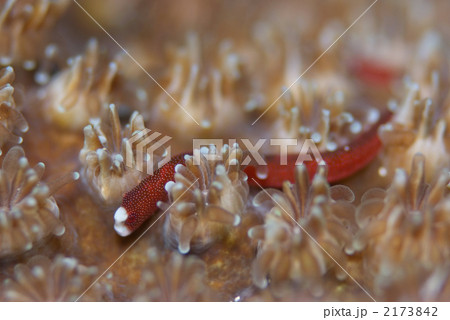 チンヨウジウオ チンヨウジウオ 2173842