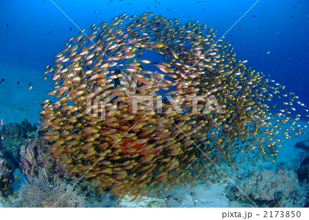 キンメモドキ 2173850