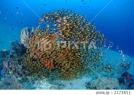 キンメモドキ キンメモドキ 2173851