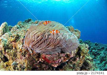 カクレクマノミ 2174341