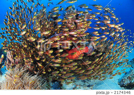 キンメモドキ 2174346