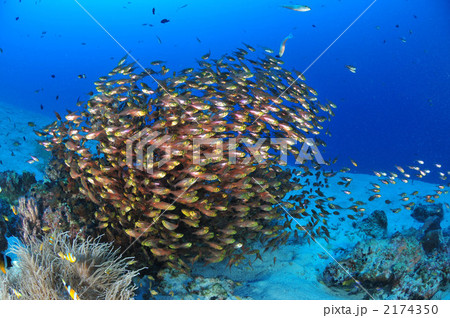 キンメモドキ キンメモドキ 2174350