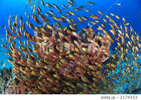 キンメモドキ 2174353