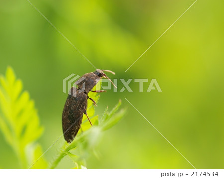 コメツキムシ 2174534