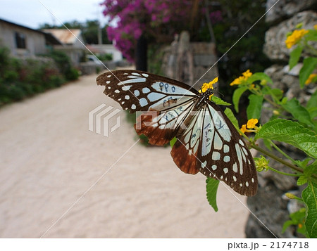 アサギマダラ(マーキング入り) アサギマダラ(マーキング入り) 2174718