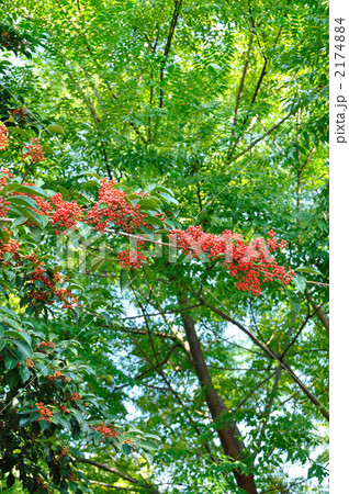 クロガネモチ 2174884