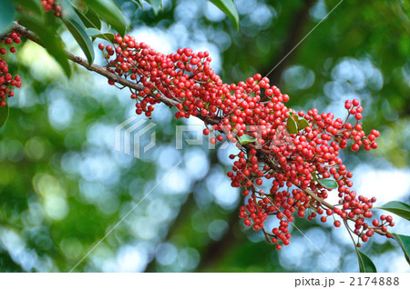 クロガネモチ 2174888