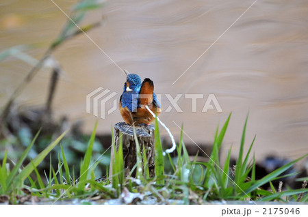 排泄中のカワセミ 2175046