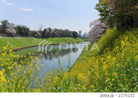 菜の花と桜咲く皇居のお堀 2175152