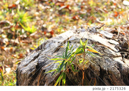 切り株 2175326