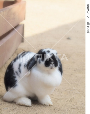 ロップイヤー うさぎ パンダの写真素材 [2175806] - PIXTA