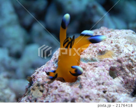 ウデフリツノザヤウミウシ 2176418