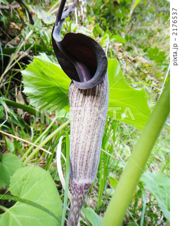 ウラシマ草 ウラシマ草 2176537