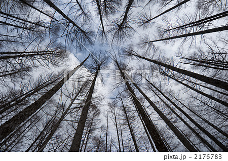 原生林イメージ2 2176783