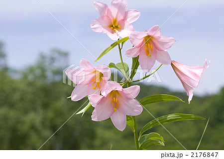 ヒメサユリ 2176847