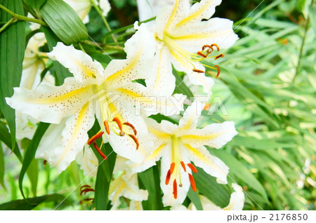 オニユリ オニユリ 2176850