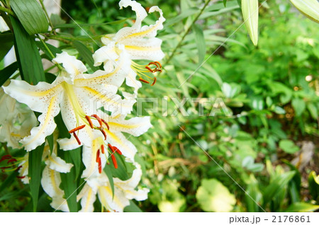 オニユリ 2176861