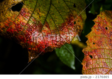 色付く葉2 2176865